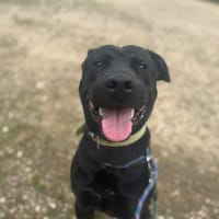 HERMES OAA20017, chien à adopter