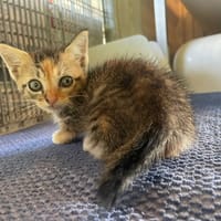 DANA, chatte à adopter