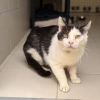 FRANKY, chat à adopter