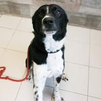 Kaïs, chien à adopter