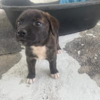NOX, chien à adopter