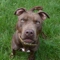 CRUNCH CHAO, chien à adopter