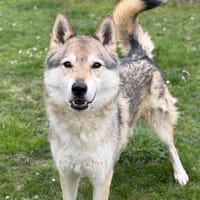 Jeet CAA15281, chien à adopter