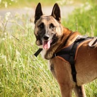 SULTAN, chien à adopter