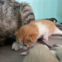 VIBIE, chatte à adopter
