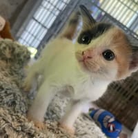 TARTELETTE, chatte à adopter