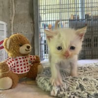 AMBRE, chatte à adopter