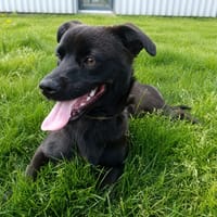 cerise, chienne à adopter