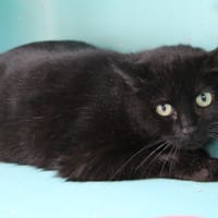 LOVY, chatte à adopter