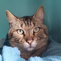 armand, chat à adopter