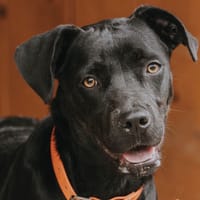 PIOU, chienne à adopter