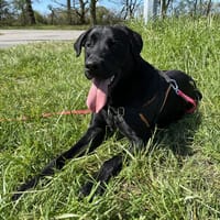 TUPAC, chien à adopter
