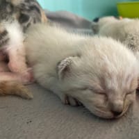 VAL, chatte à adopter
