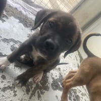 NESTOR, chien à adopter