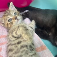 ROSA, chatte à adopter