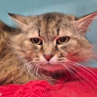 Belle, chatte à adopter
