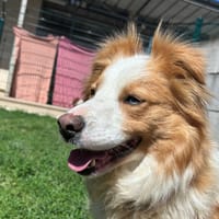 Lana, chienne à adopter