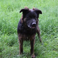 ASTON, chien à adopter
