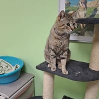 KINDER, chat à adopter