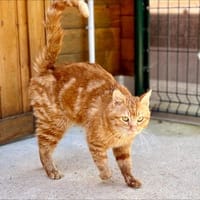 Rousseau, chat à adopter