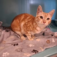 Bella réservée, chatte à adopter