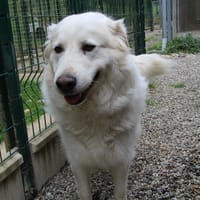 PUXKA, chienne à adopter