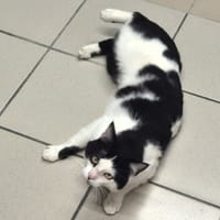 ALBATOR, chat à adopter