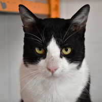 Nermal, chat à adopter
