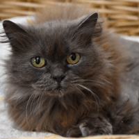 BELLA, chatte à adopter
