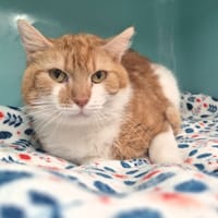 Rico, chat à adopter