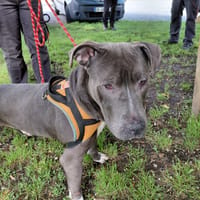 BAMBI, chien à adopter