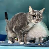 Tigrou, chat à adopter
