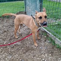 AXEL, chien à adopter