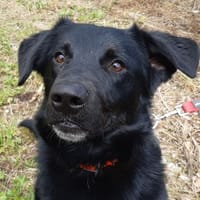 Paco, chien à adopter
