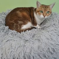 malie, chatte à adopter
