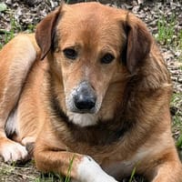 Mocco, chien à adopter