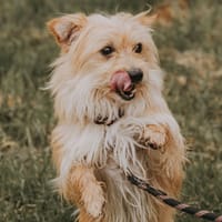 RAFIKI, chien à adopter