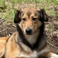 Mato, chien à adopter