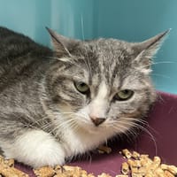 NANI C, chatte à adopter