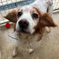 LANZO, chien à adopter