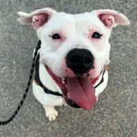 ATHENA, chienne à adopter