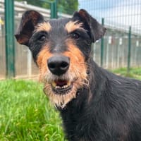 LOUNA, chienne à adopter