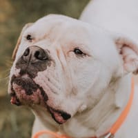 BAM, chien à adopter