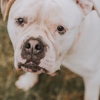 BAM, chien à adopter