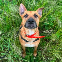 PACO, chien à adopter