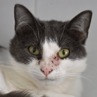 varenne, chat à adopter