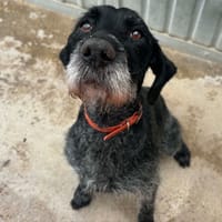 MISS, chienne à adopter