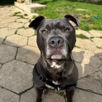 NEVER OAA19968, chien à adopter