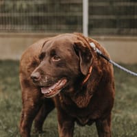 OLIVER, chien à adopter