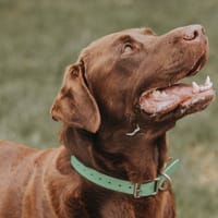 PETIT BLUE, chien à adopter